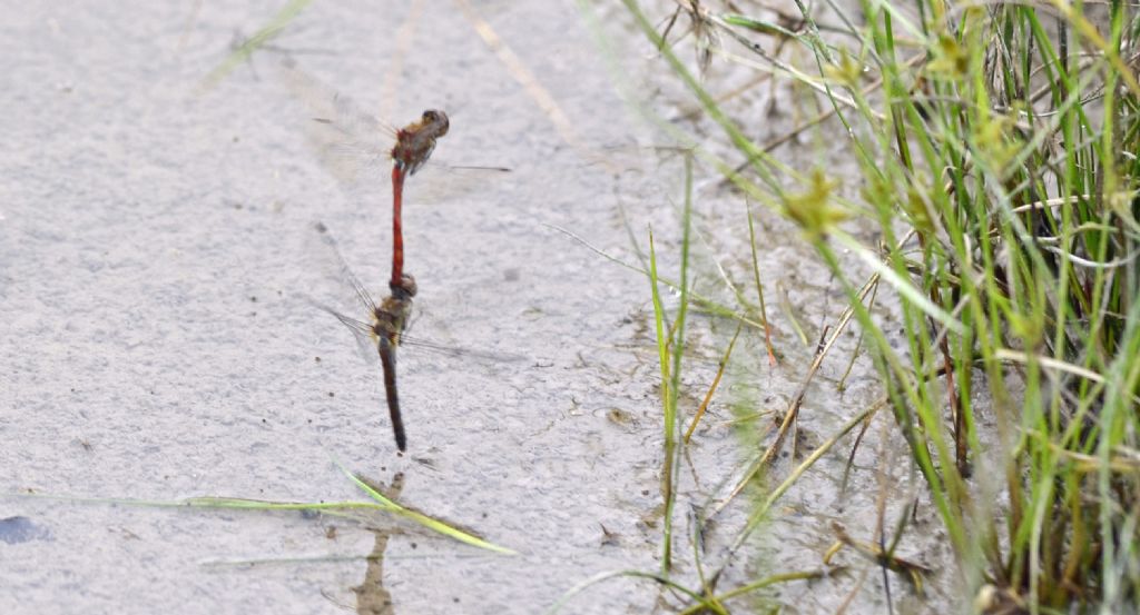 Sympetrum striolatum accoppiamento